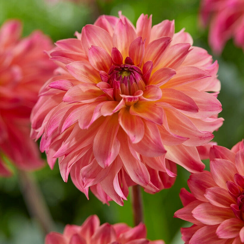 Dahlia Dekorativ Belfloor 1-pakning